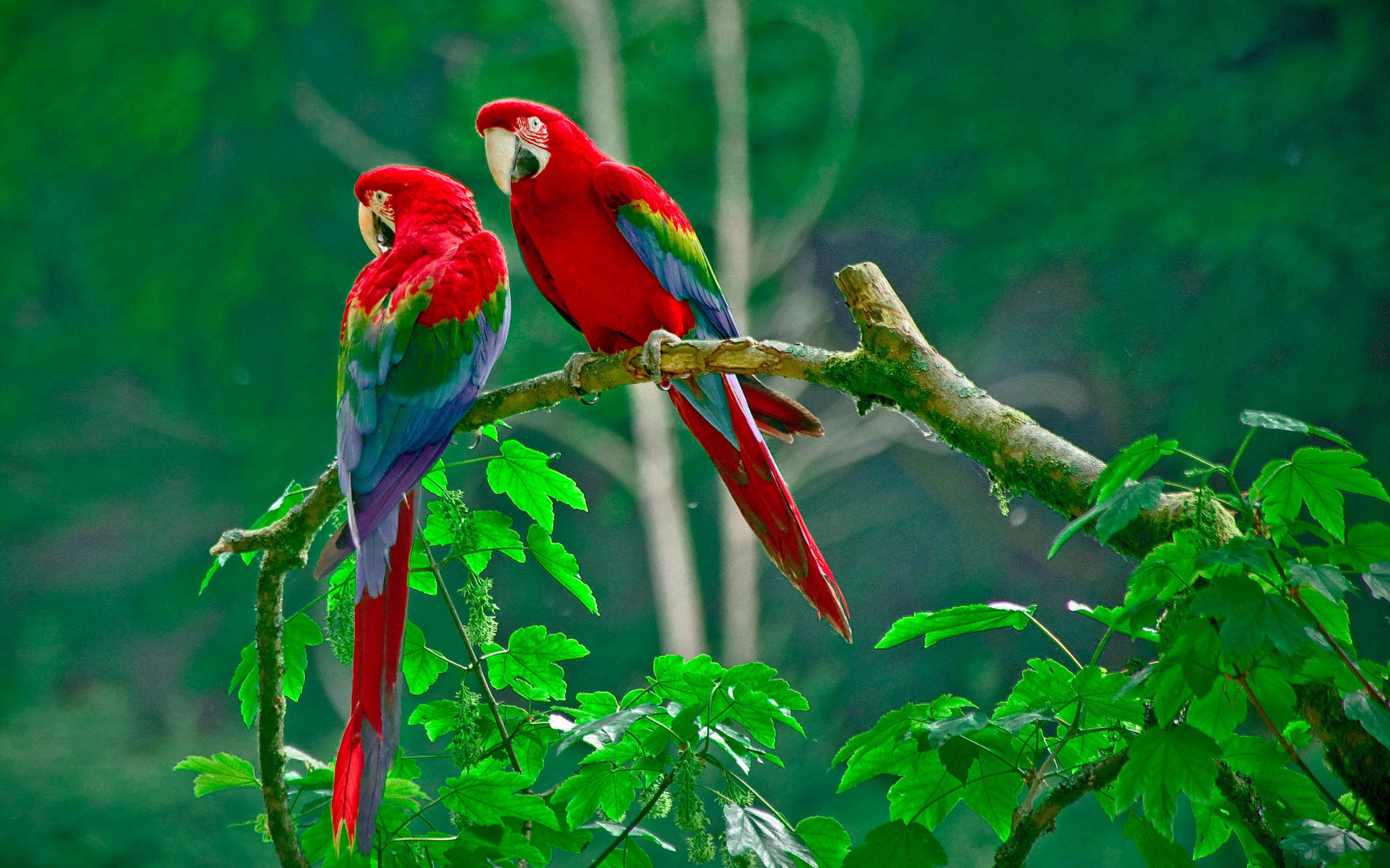 ... Scarlet-Macaw-image-3 ...