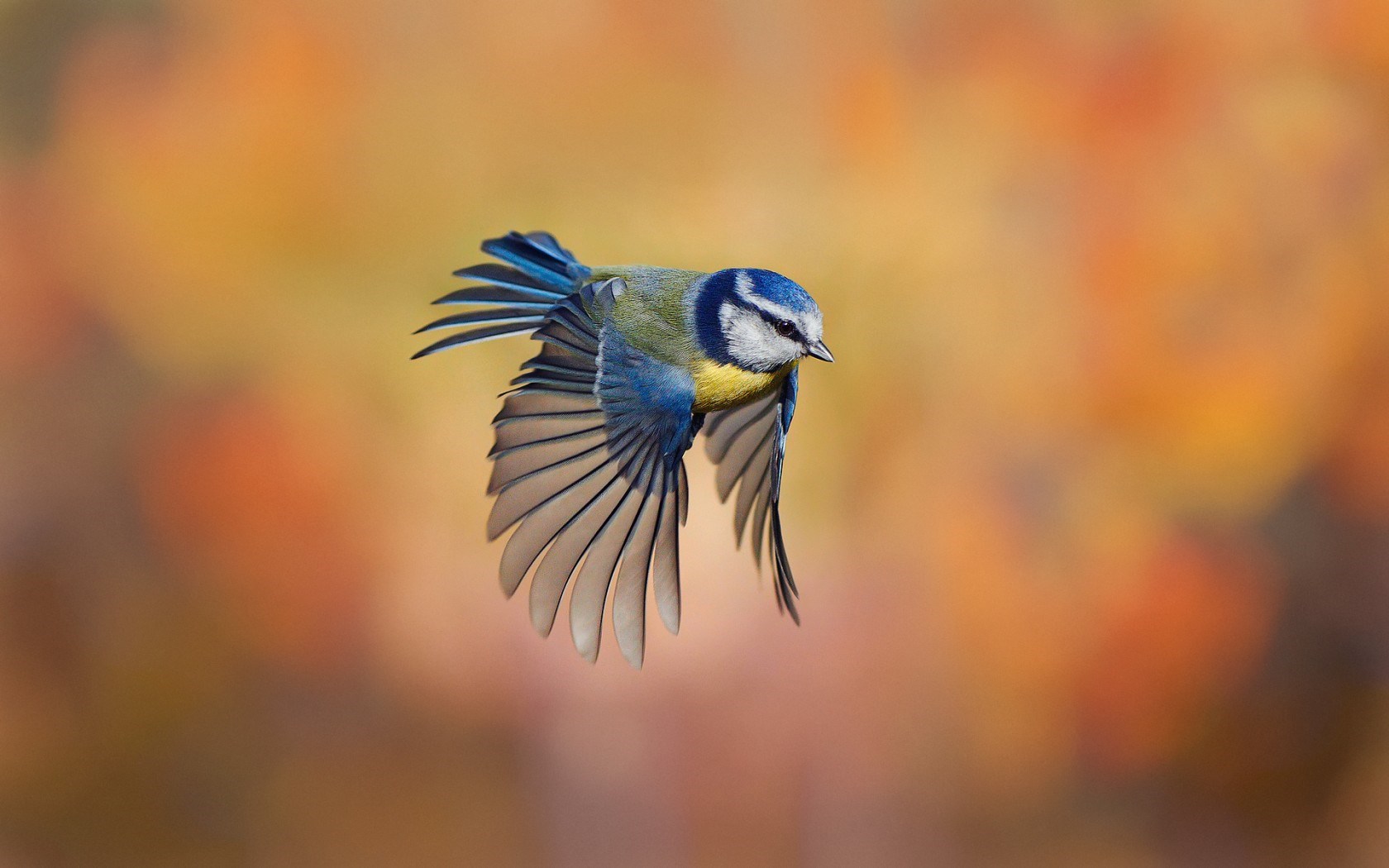 ... eurasian blue, flying, tit, macro, photo, bokeh, beauty, bird