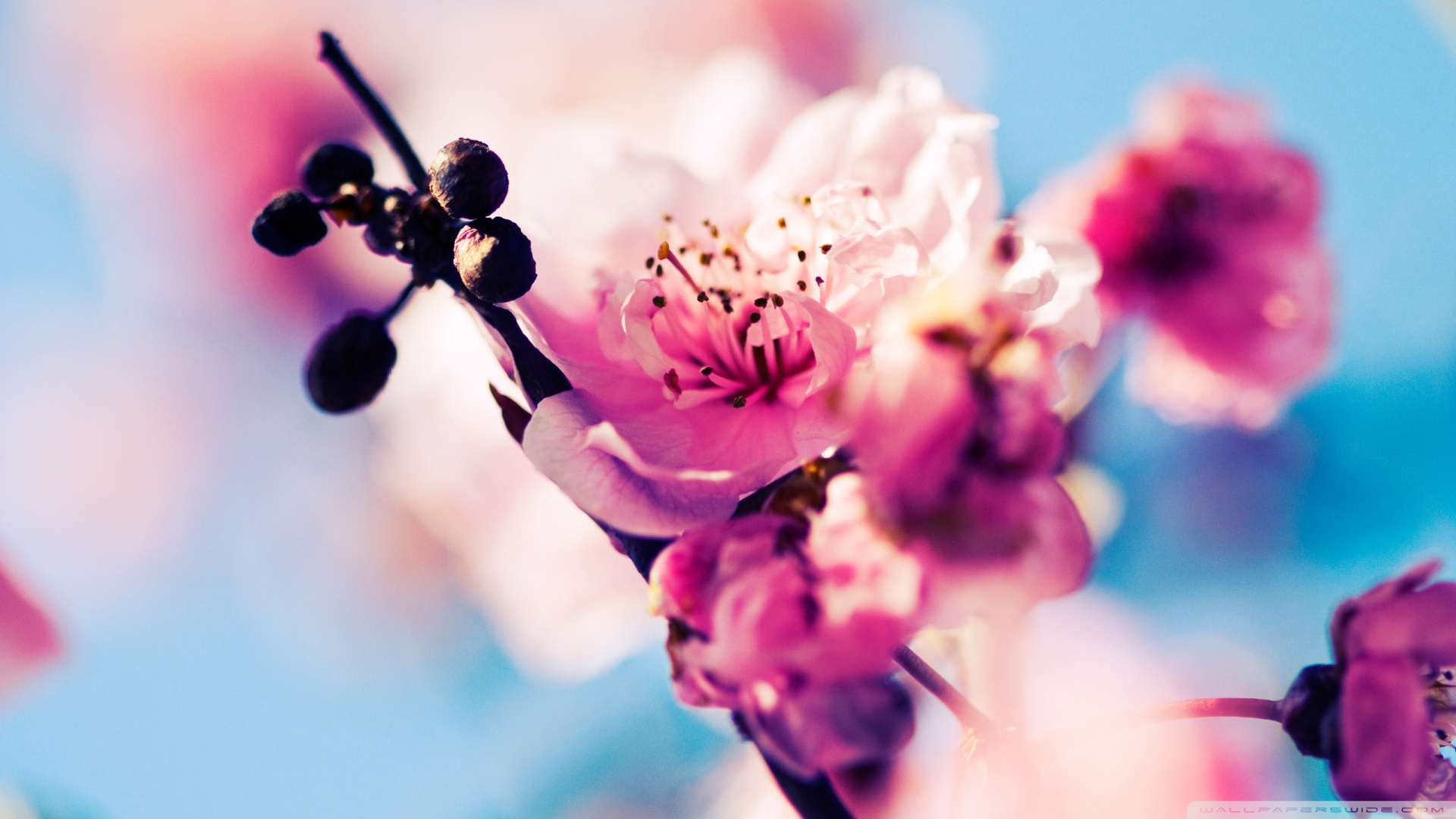 Macro cherry blossoms