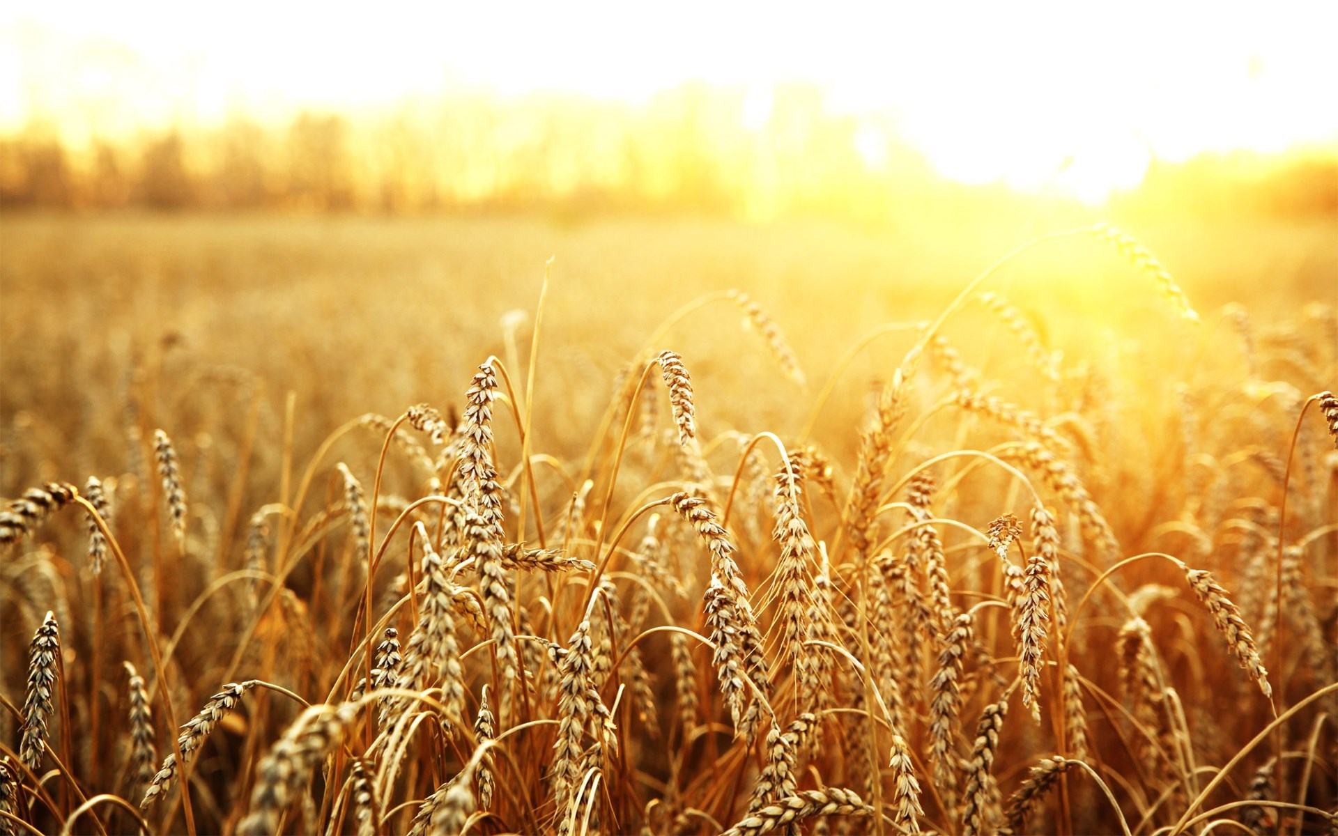 Macro Field Wheat Sun