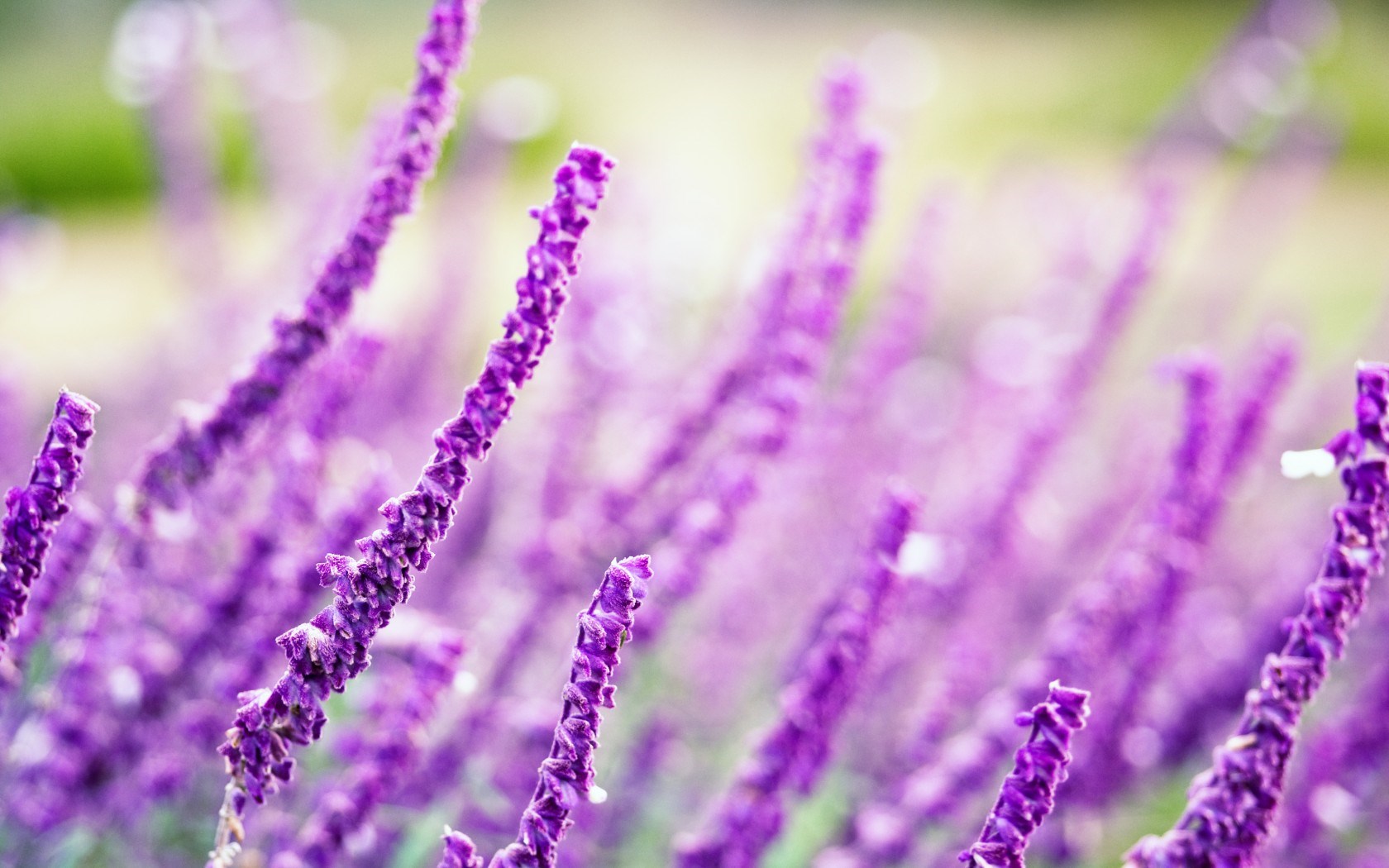 Macro Flowers Lavender Purple