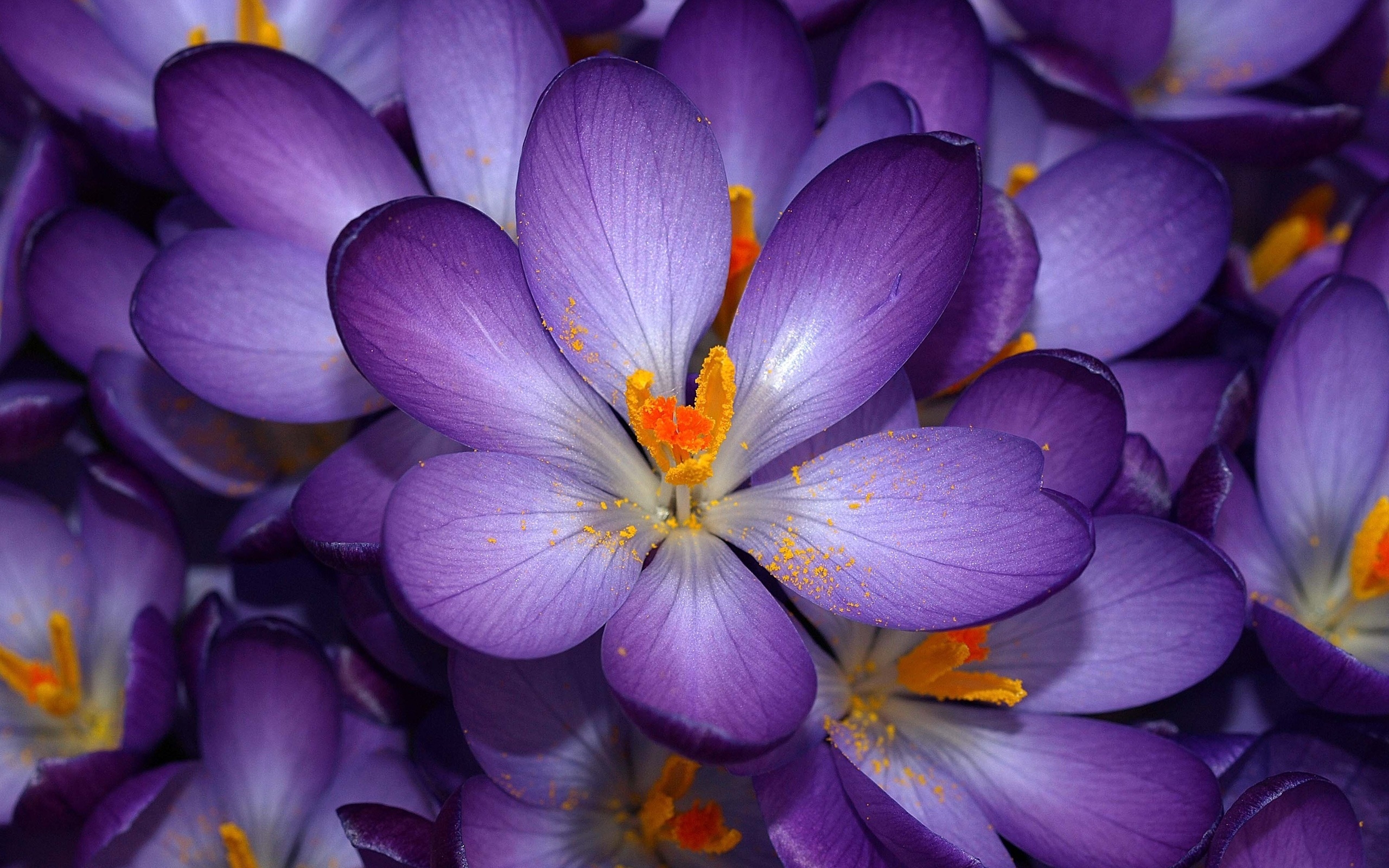 2560x1600 Wallpaper macro, flower, purple, orange, small