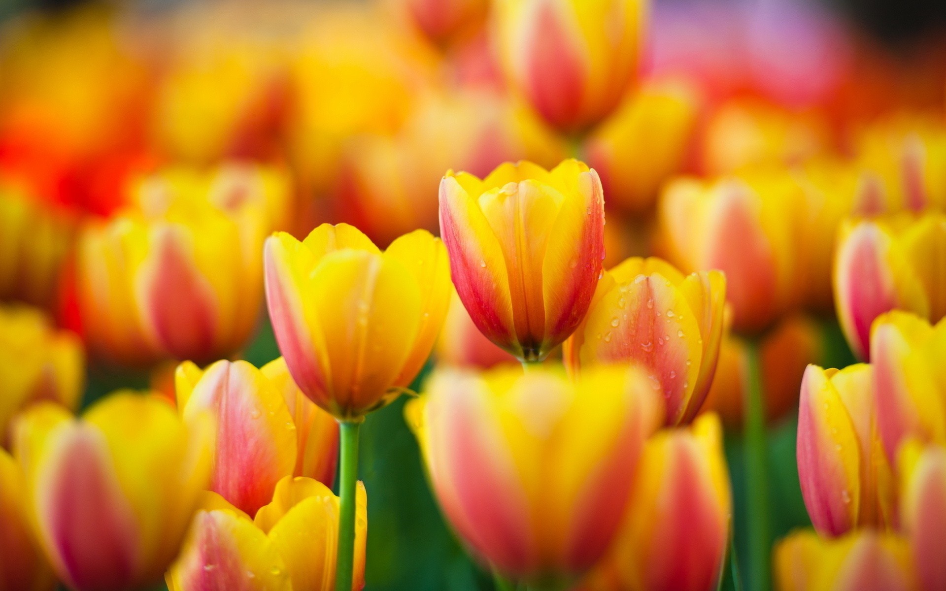 Macro Tulips Flowers Nature