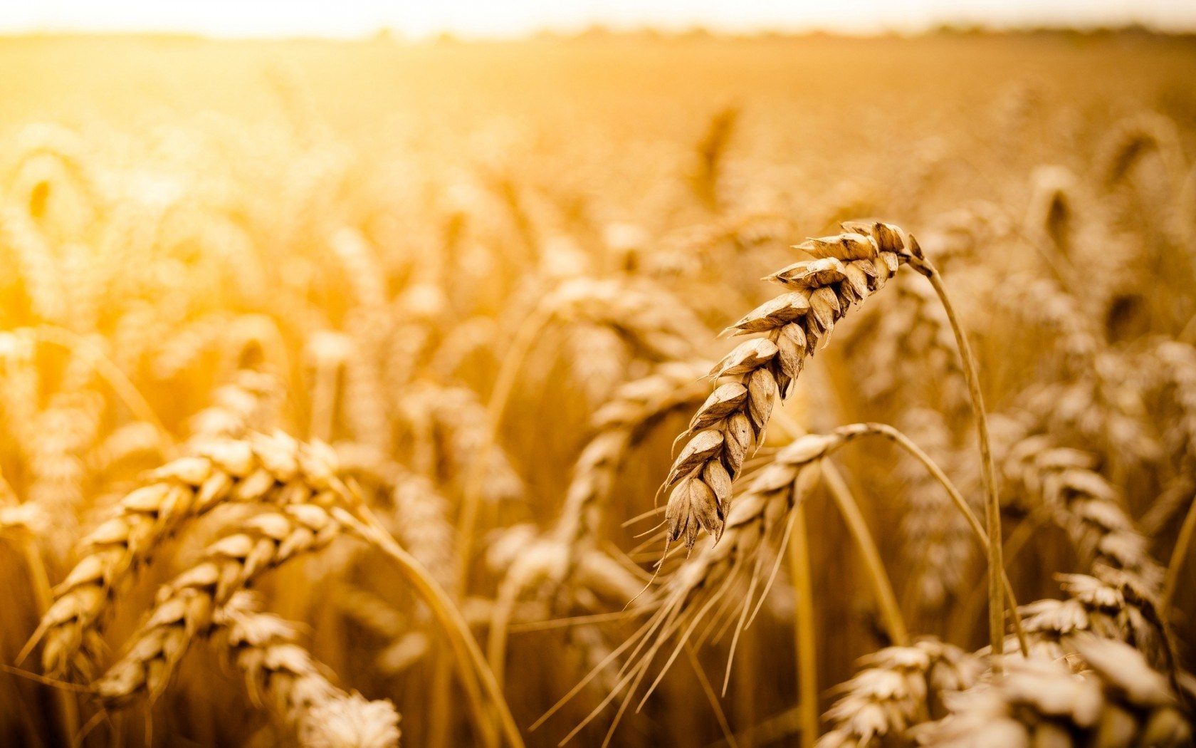 Macro Wheat Field Sun Nature