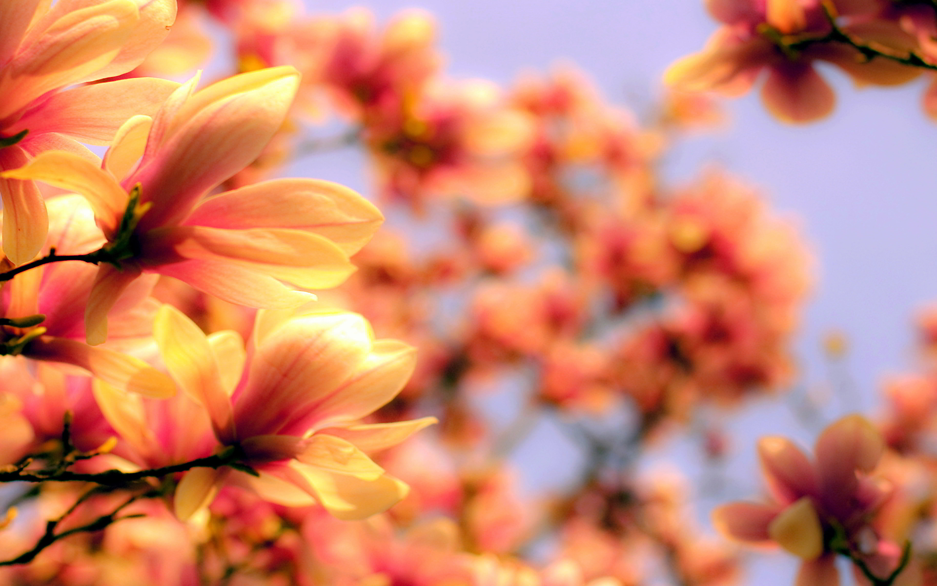 Magnolia flowers blurred