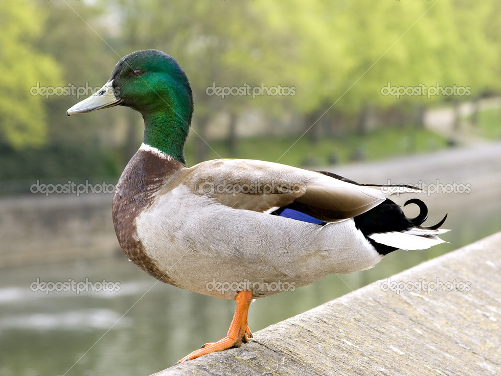 Male wild duck