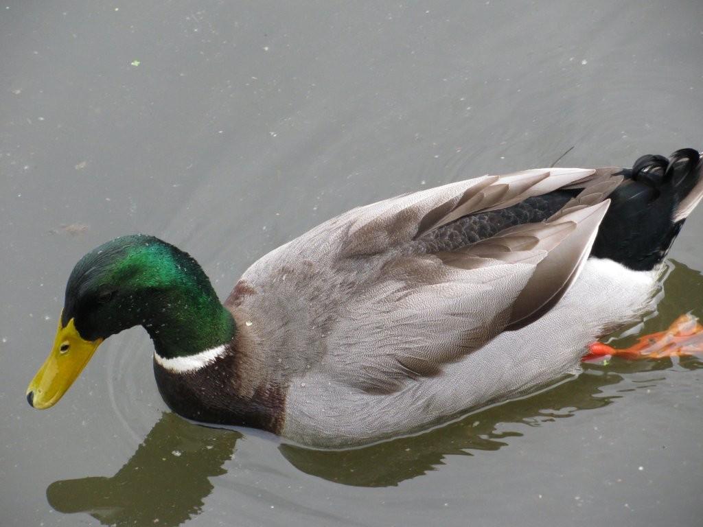 I have about 20 Mallard ducks, Anas platyrhynchos, hanging around on my raft and in the bay these days. These very common, very plentiful ducks are taken ...
