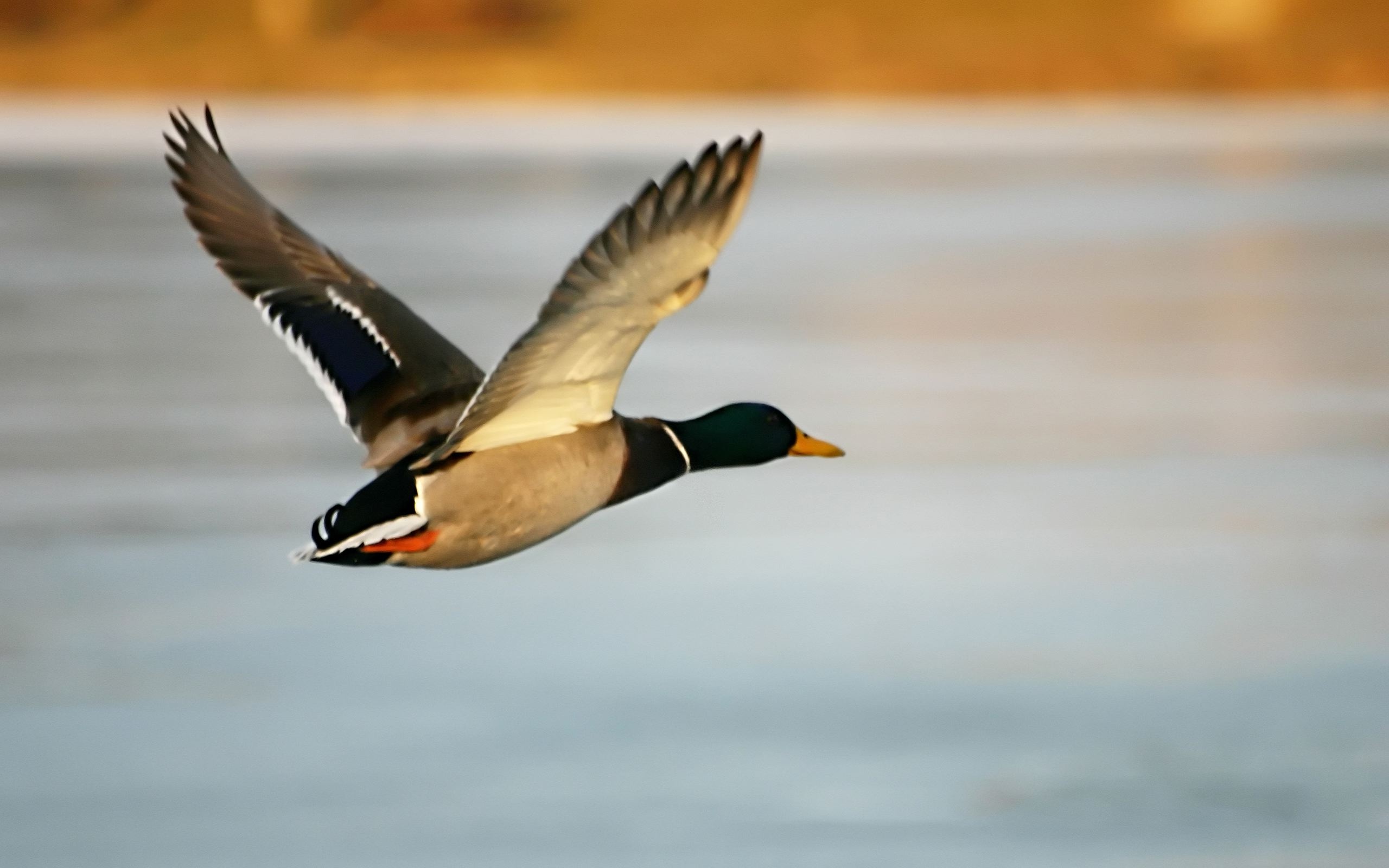 Mallard Duck Flying (click to view)