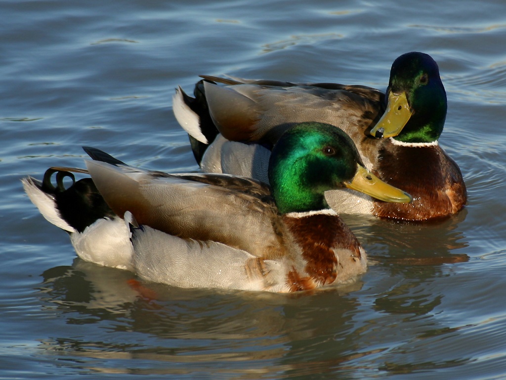 Mallard Green Head Ducks HD Wallpaper