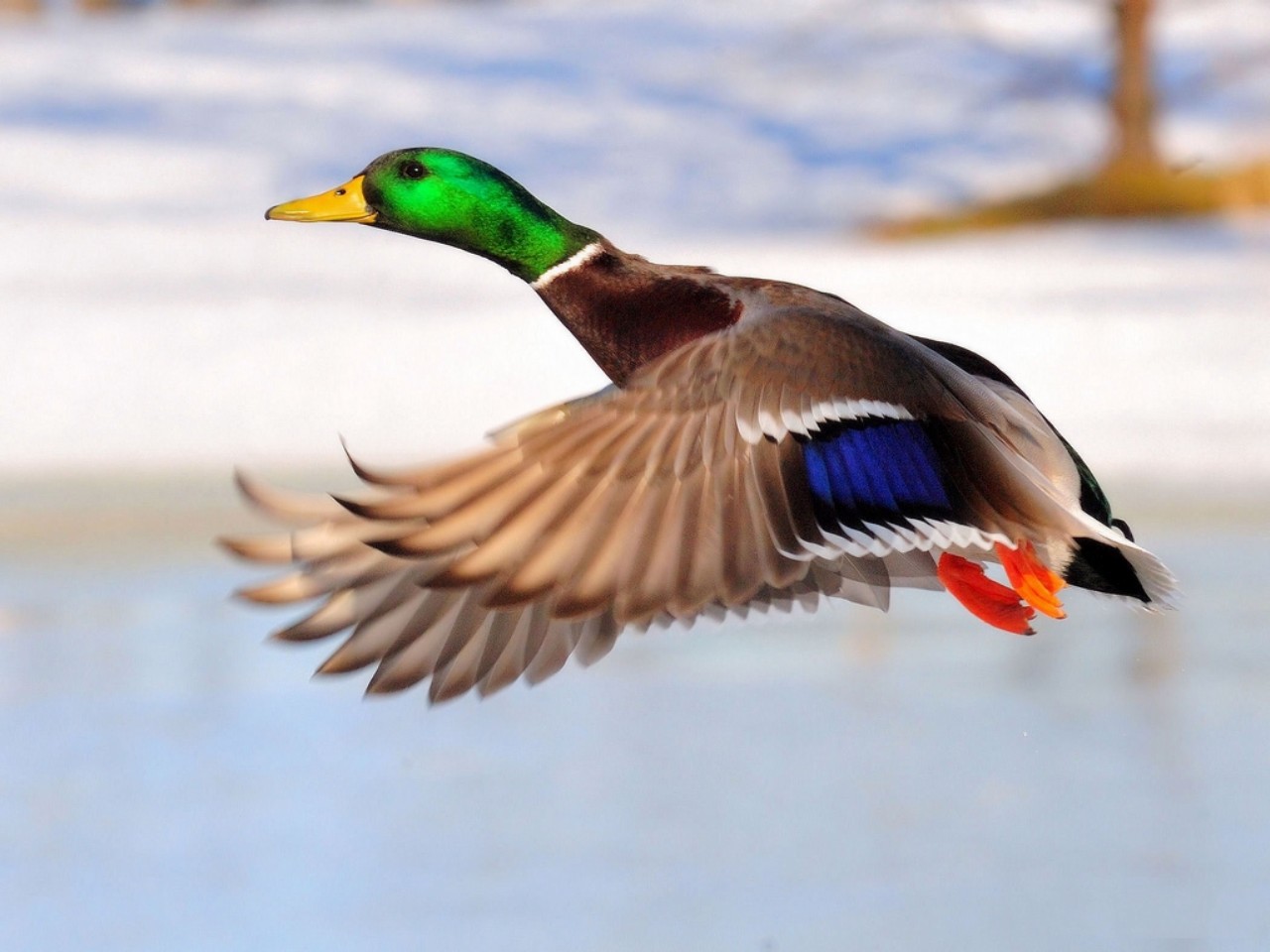 Related Wallpapers. Mallard Duck Pictures ...