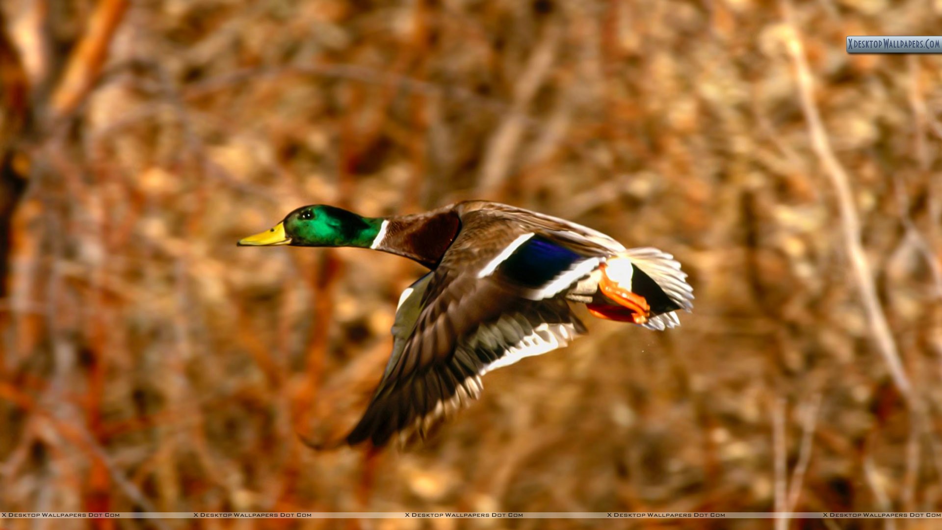 Mallard Duck Drake in Flight Download 24 ...