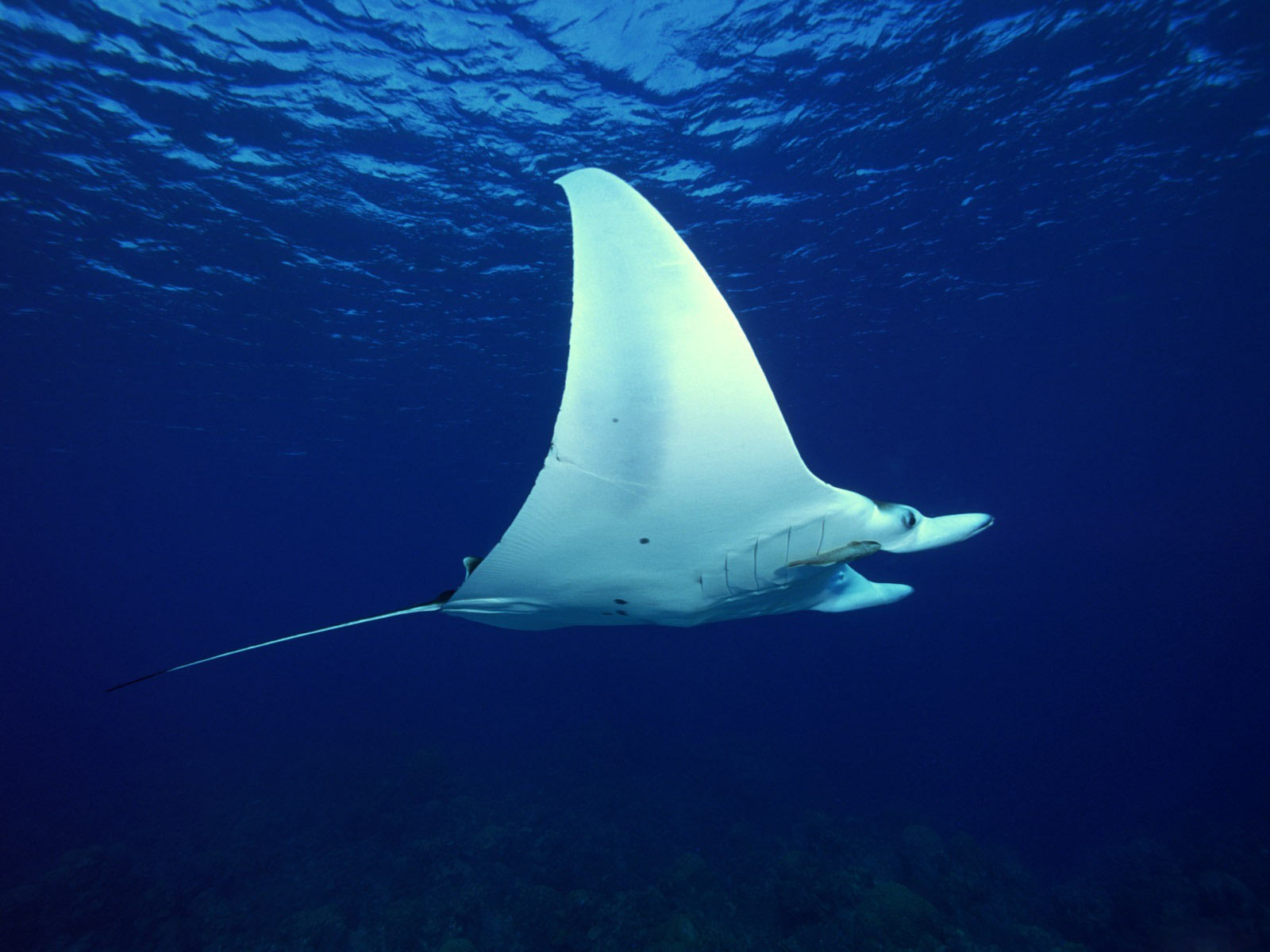 Manta Ray Pictures