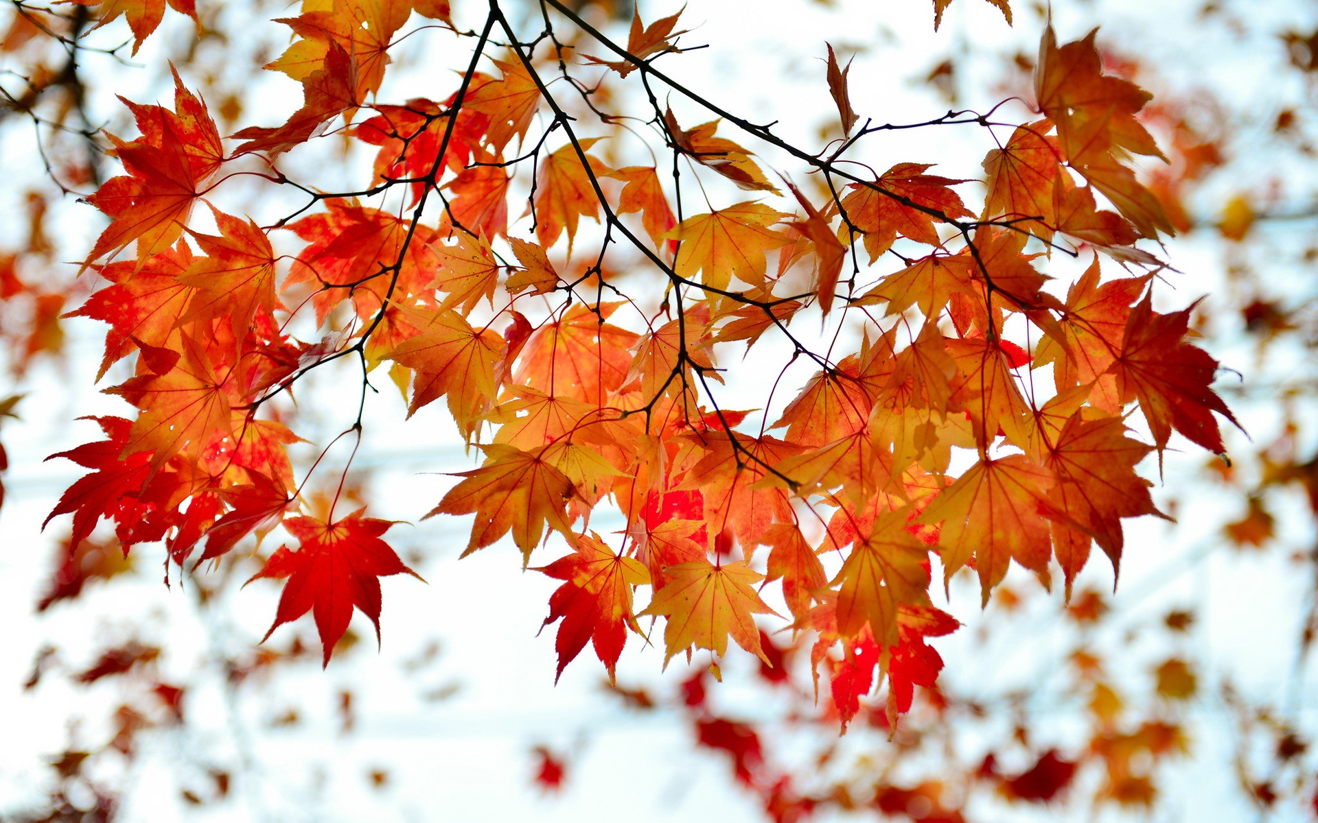 Autumn branch red maple leaves wallpaper 1920x1200.