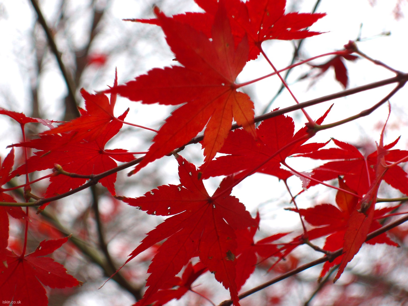 Autumn Blaze Red Maple Leaf Autumn Blaze Red Maple Leaf pics