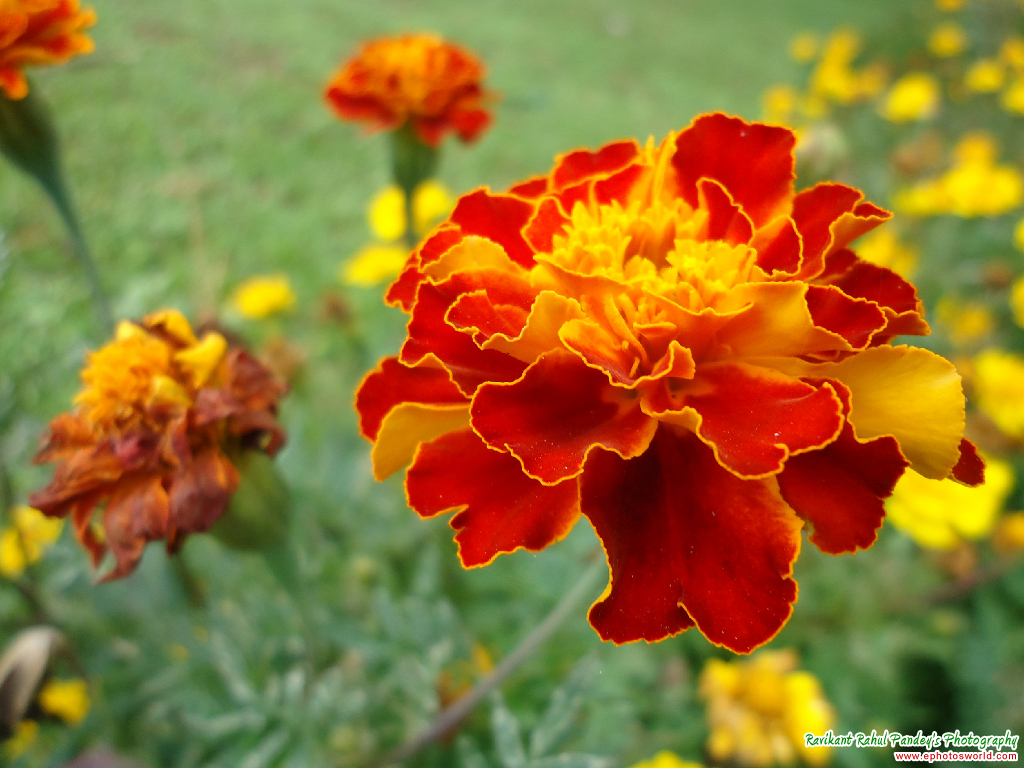 Red Marigold Flower Photograph
