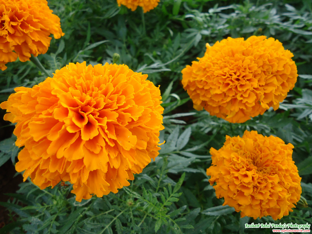 Orange Marigold Flower