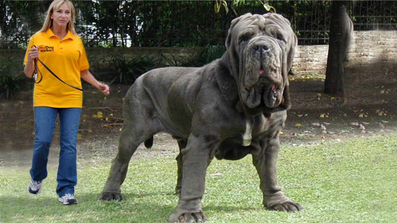 BIG English Mastiff ! World's biggest dog