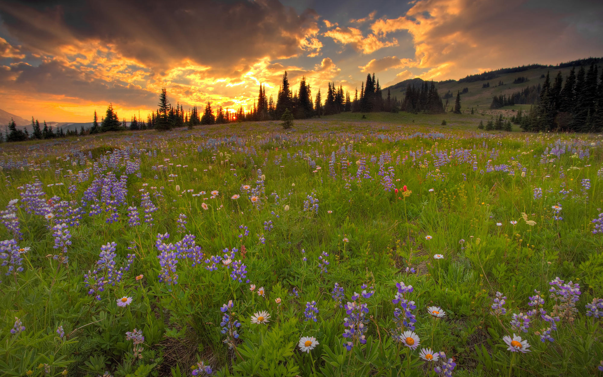 desktop meadow