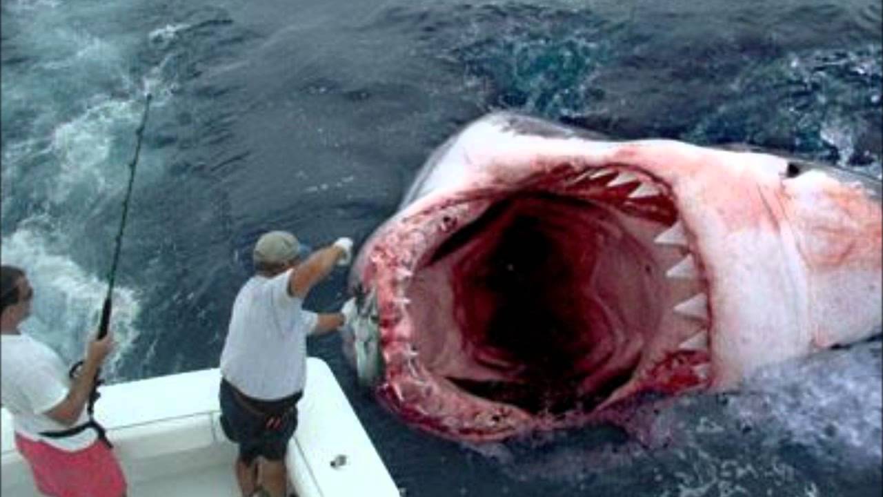 REAL MEGALODON CAUGHT ON TAPE! 1000000 pound shark