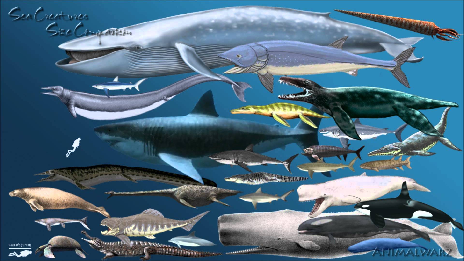 Sea Creatures Size Comparison 4