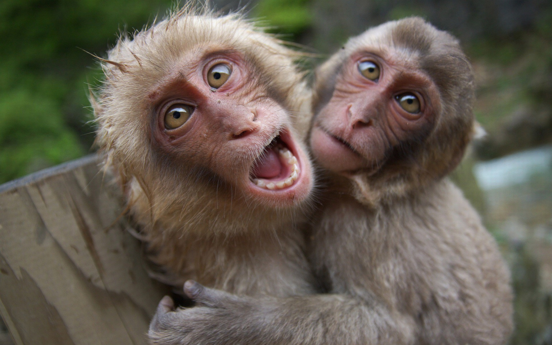 Pictures Of Monkeys
