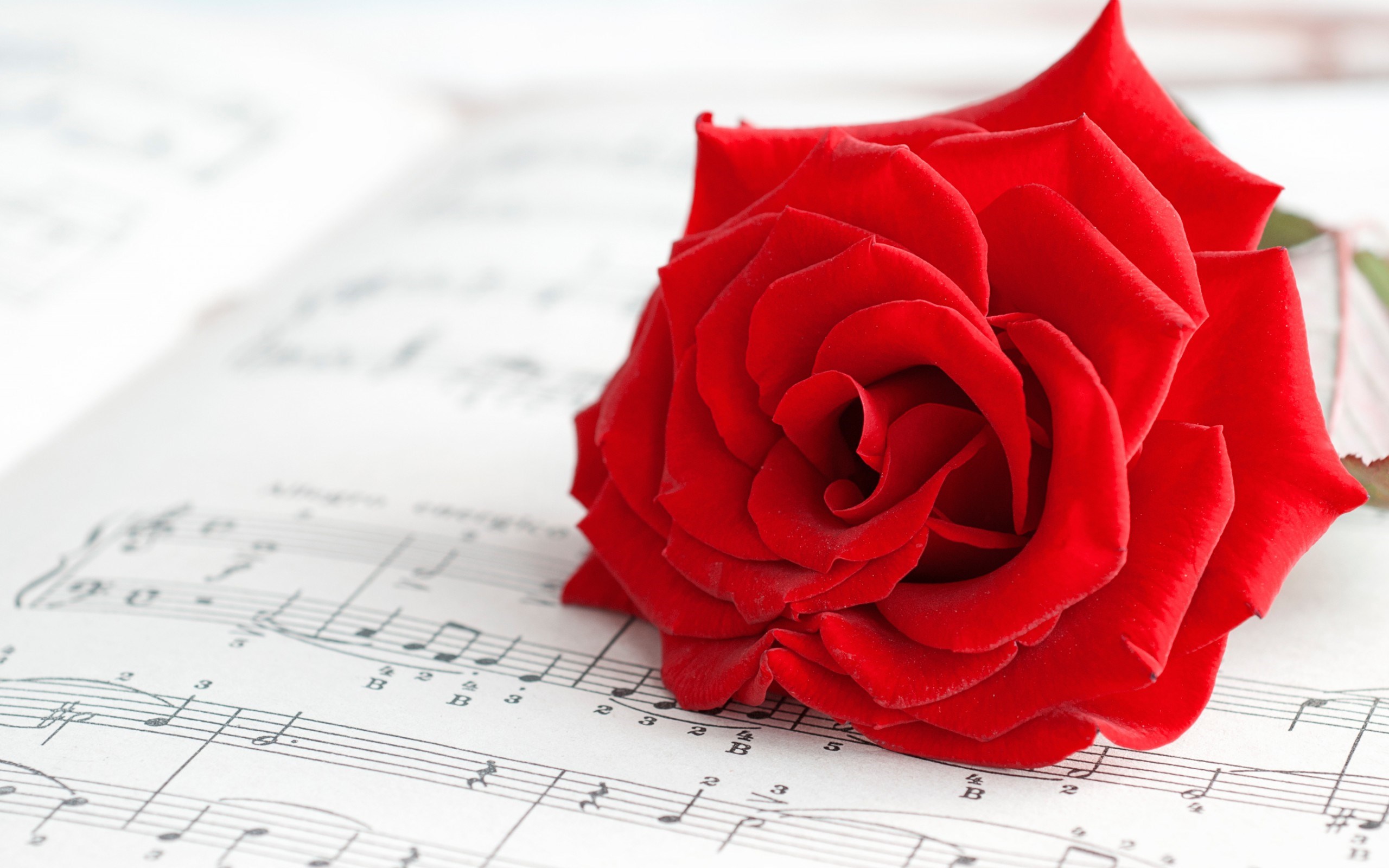 Mood Flower Rose Red Music