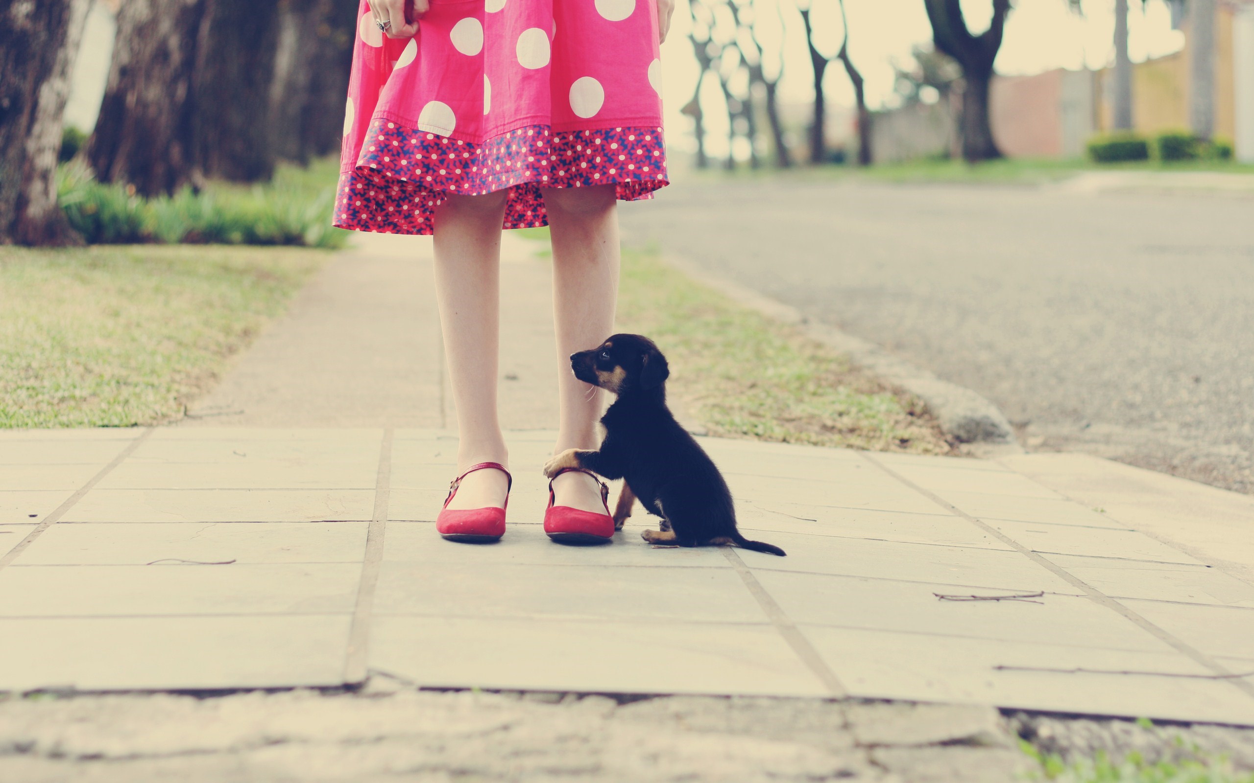 Mood Girl Pink Dress Polka Dots Puppy Photo HD Wallpaper