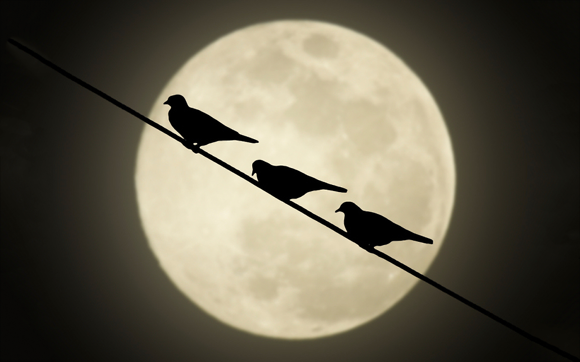 Moon birds
