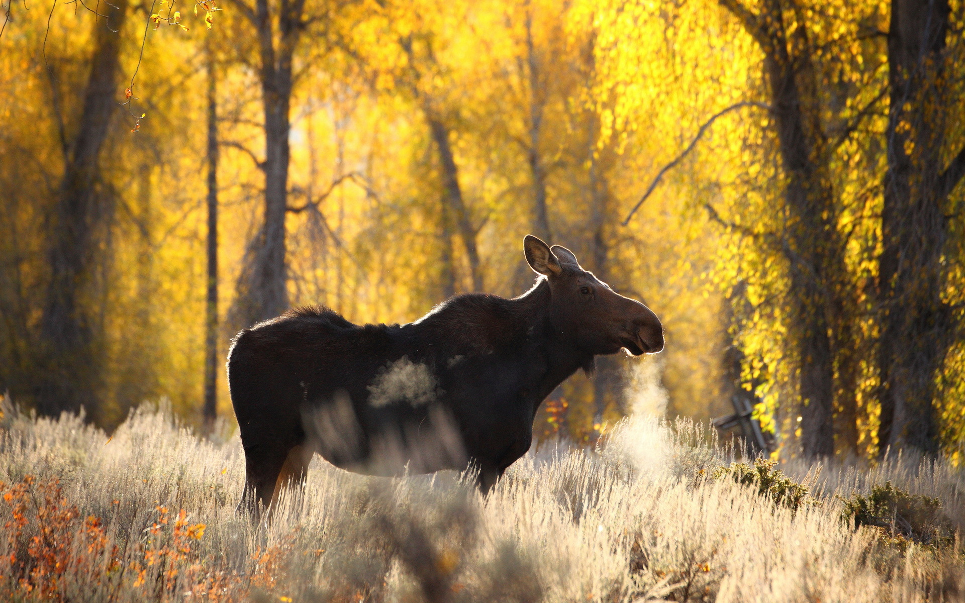 HD Wallpaper | Background ID:401366. 1920x1200 Animal Moose
