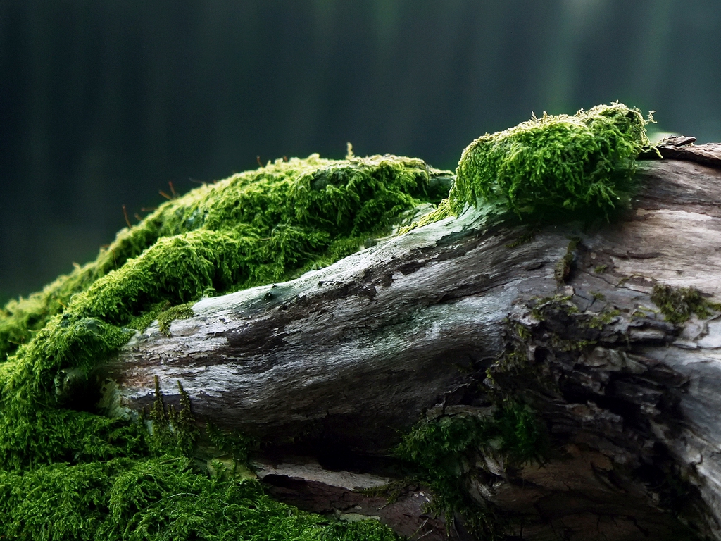 Moss Wallpapers 38580 1920x1080 px