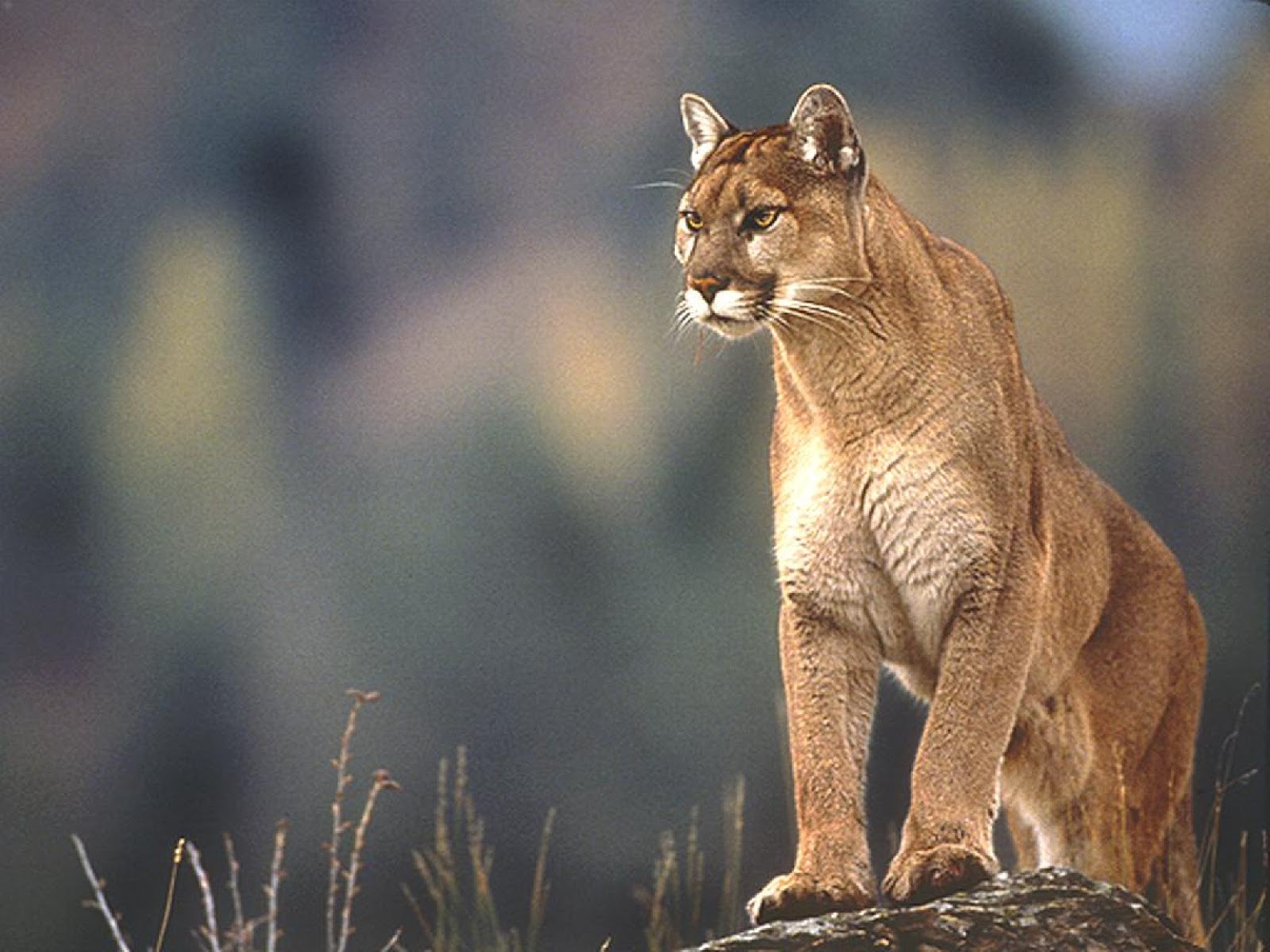 Best Mountain Lion Picture 2733