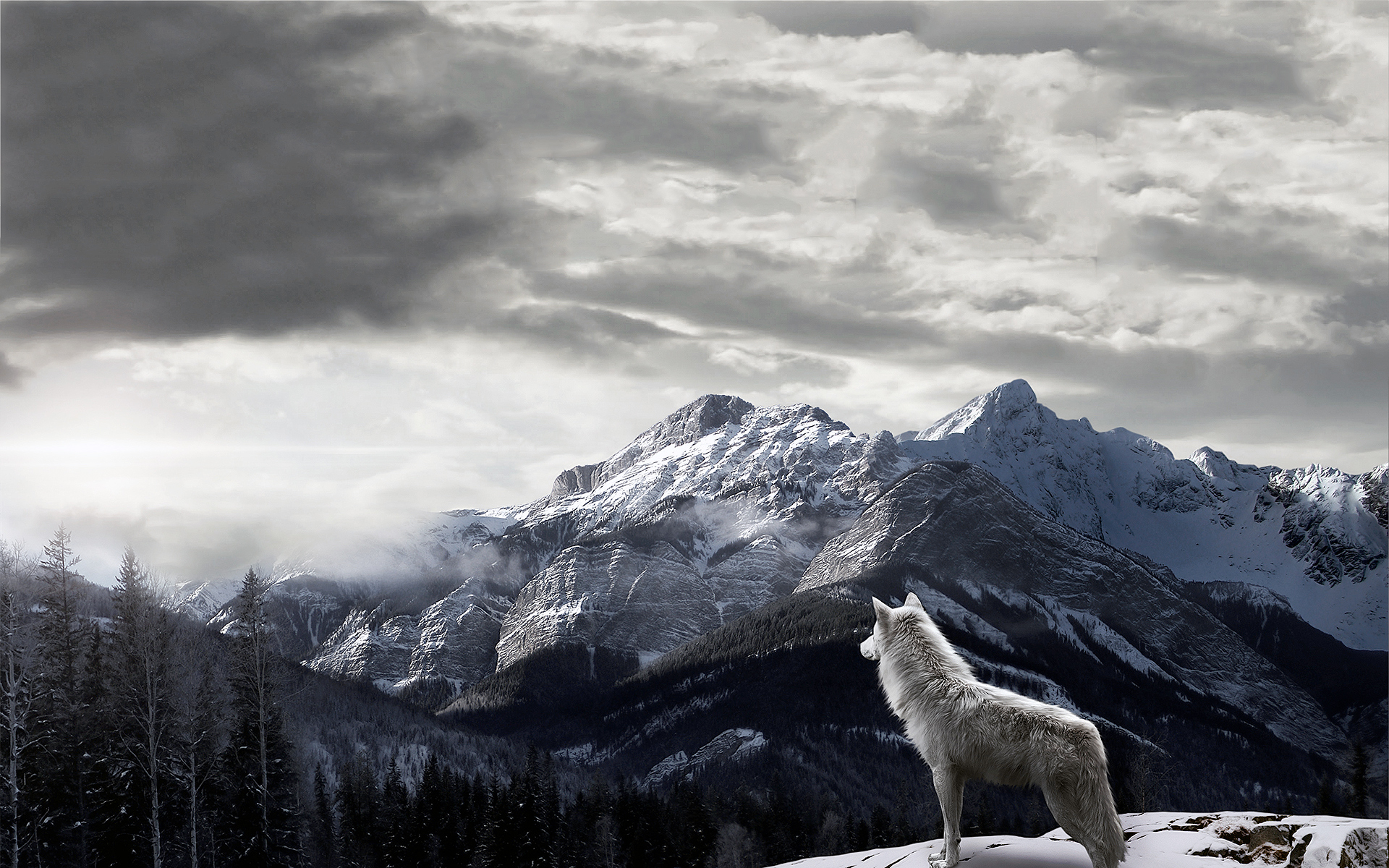 Mountains Gray Wolf