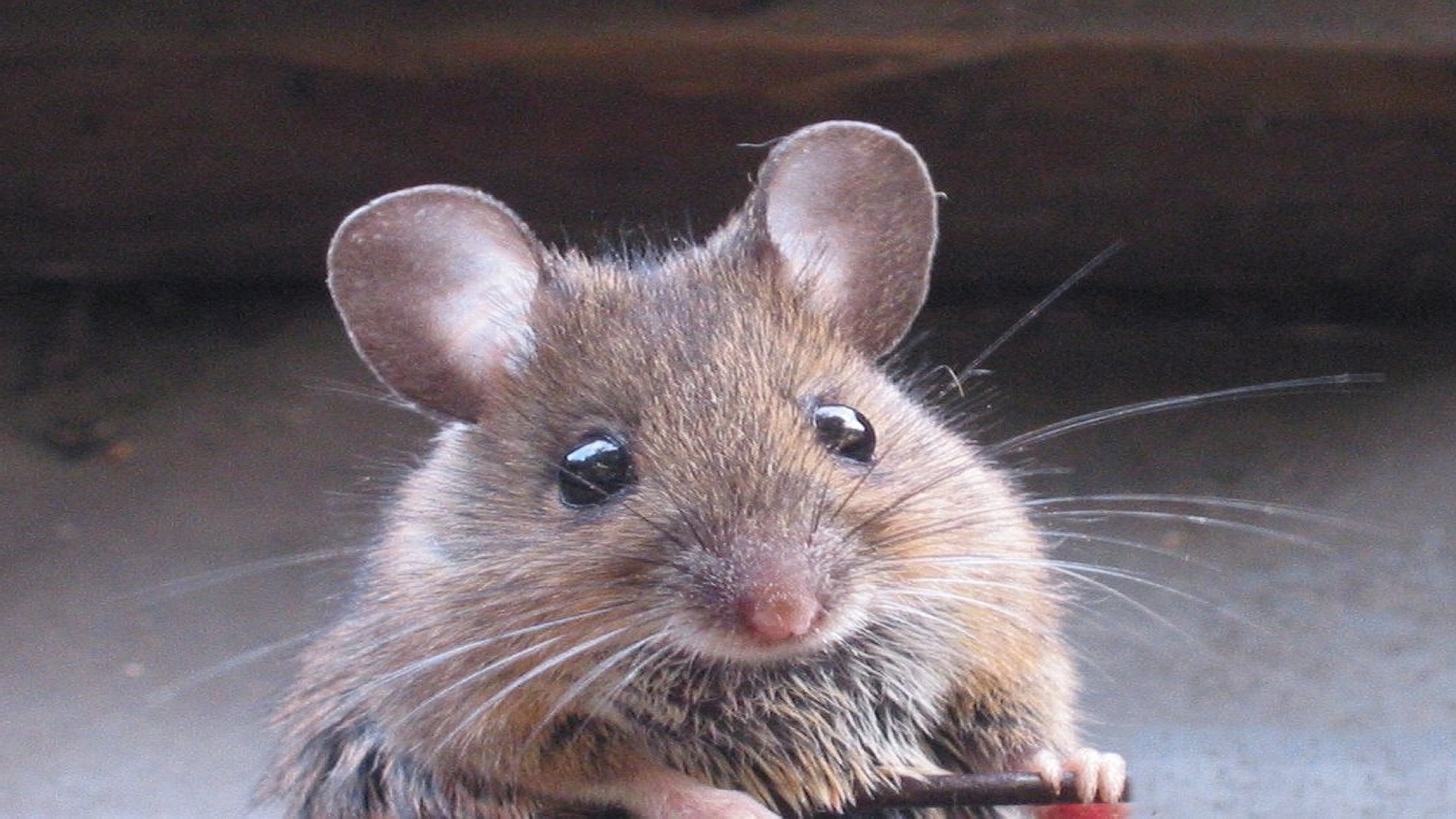 Cute Mouse Picture