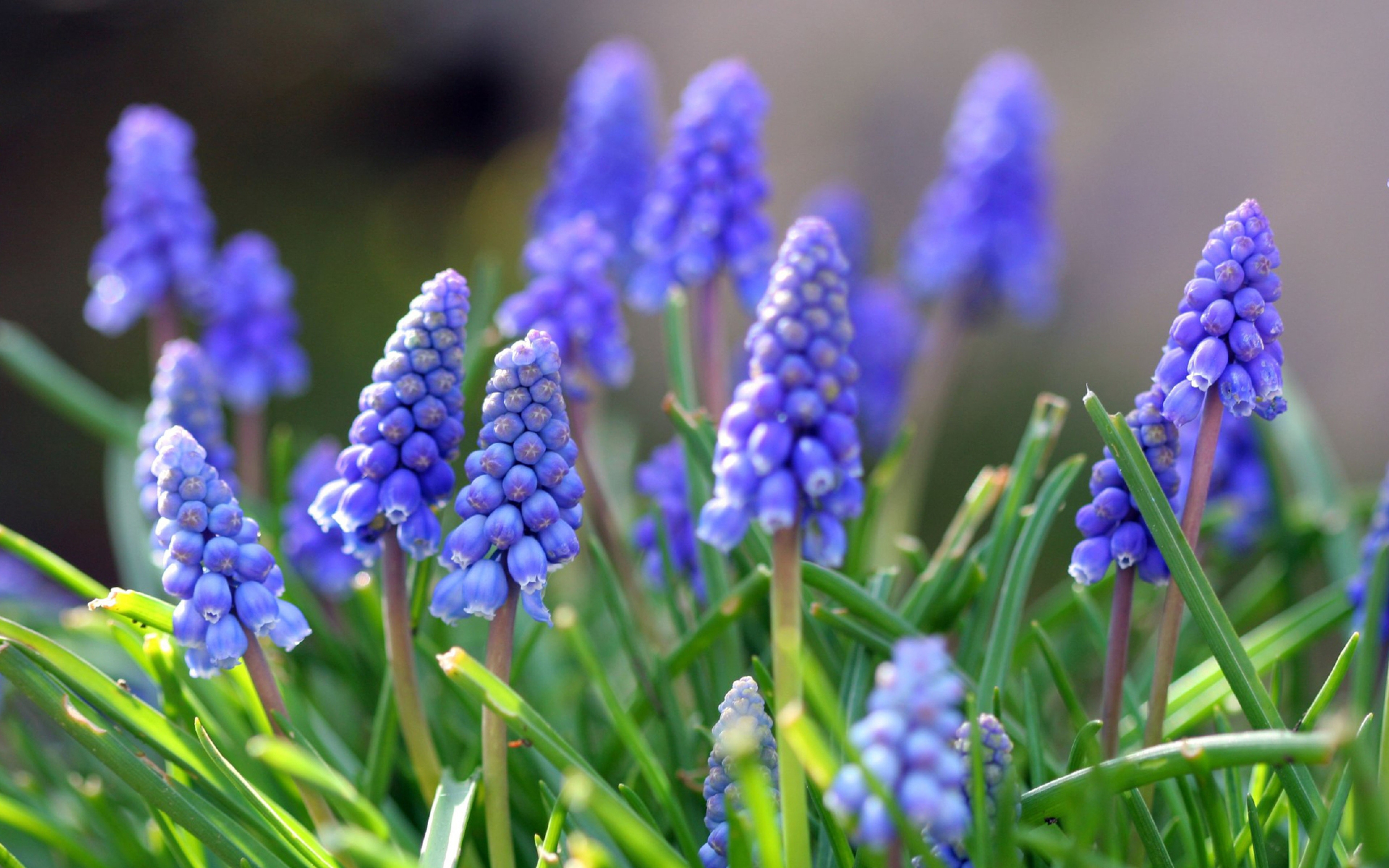 View And Download Muscari Flowers HD Wallpapers ...