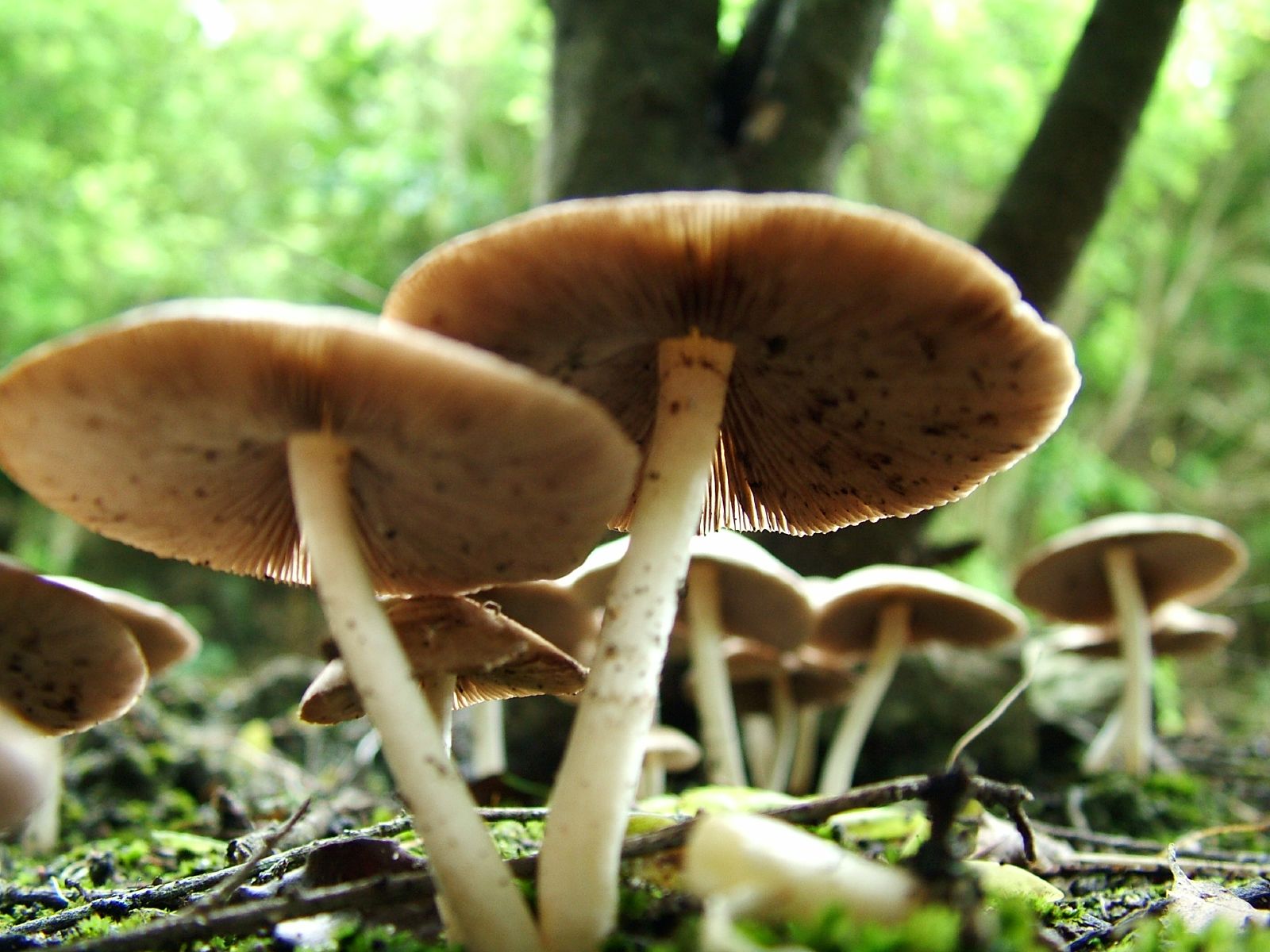 ... Image Mushrooms #06 Image