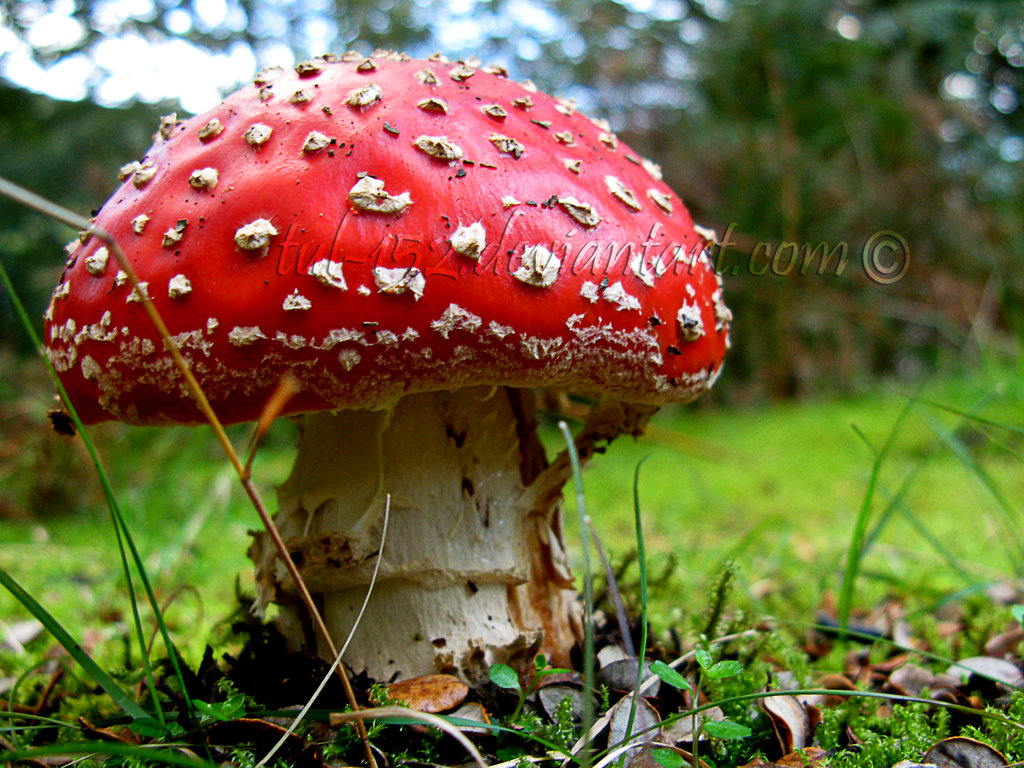 Magic Mushroom by Tul-152 ...