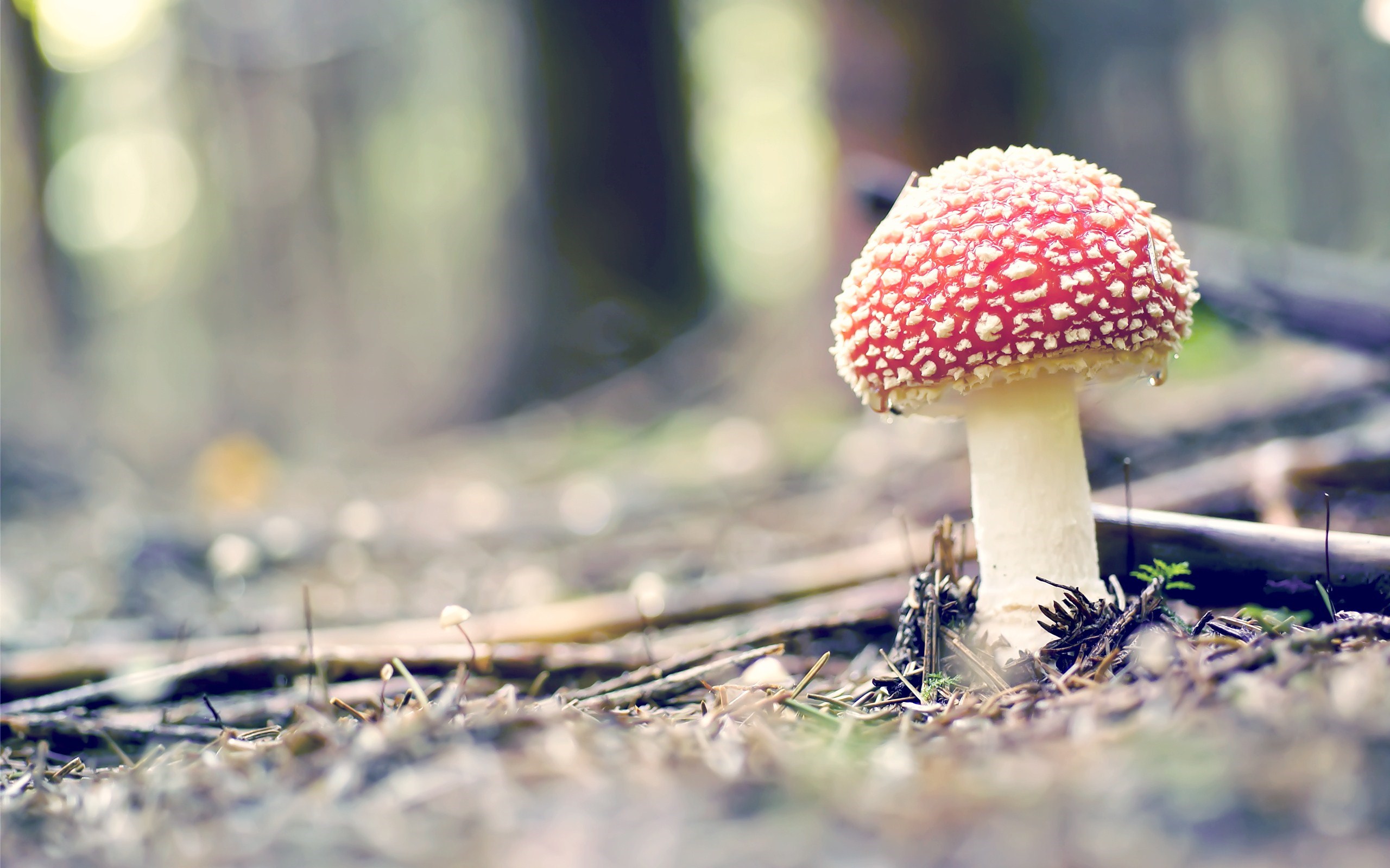 Mushroom Nature Forest Photo