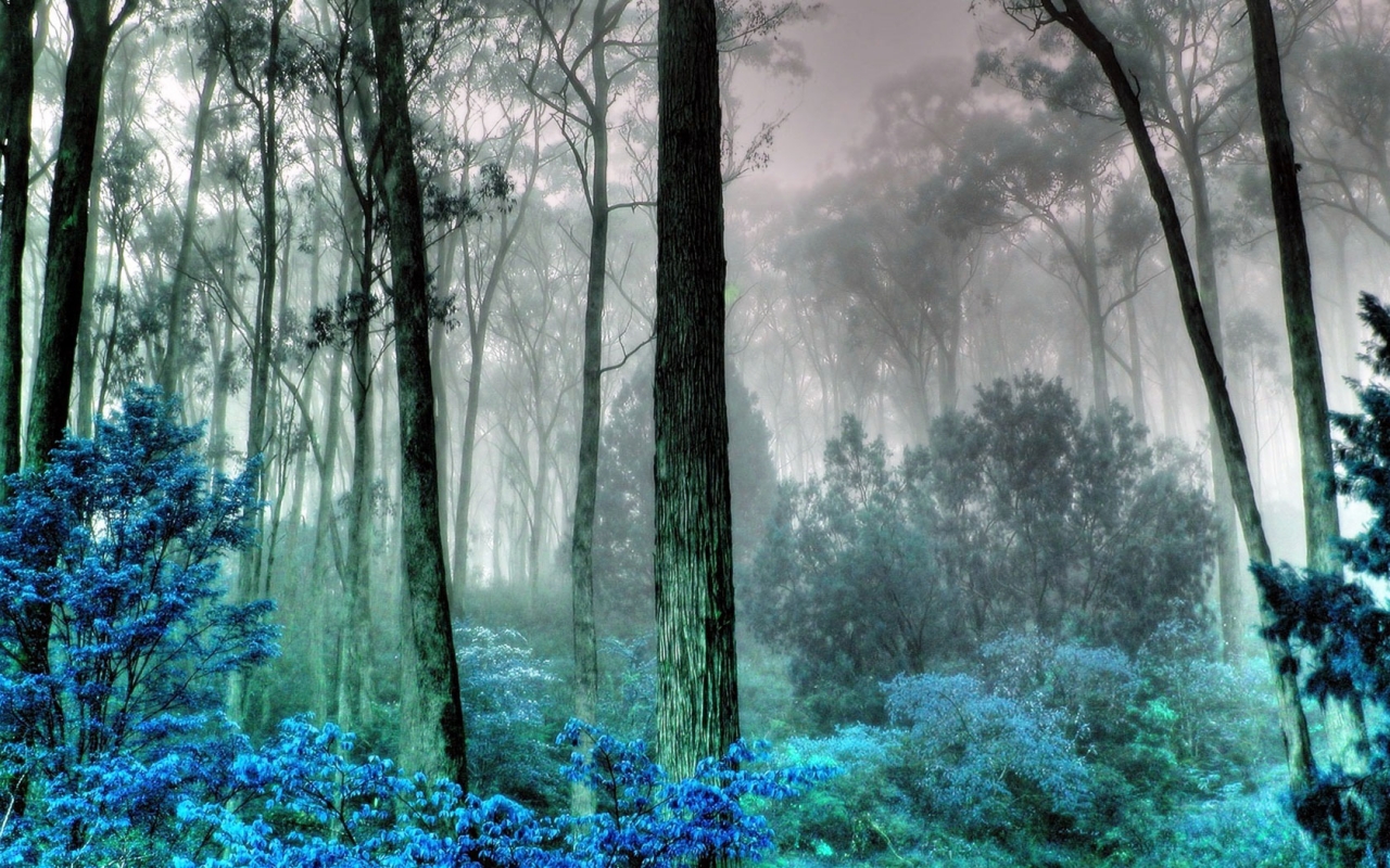 Foggy Mysterious Forest Wallpaper