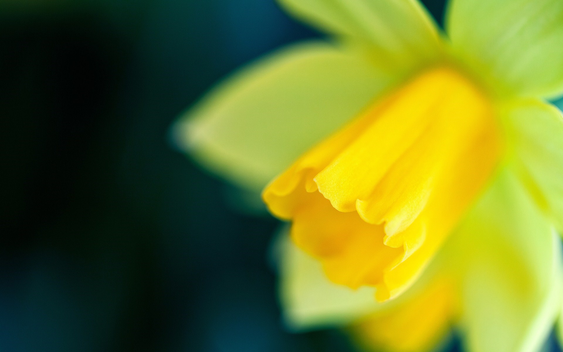 Narcissus Daffodil Close Up