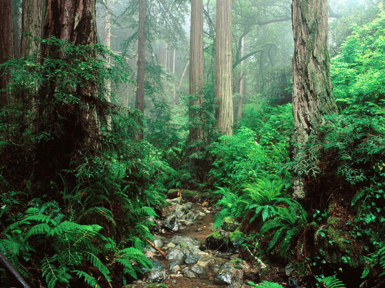olympic national park HOH rainforest 6 amazing trees