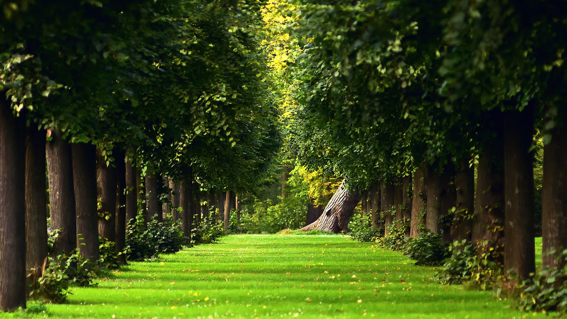 Superb Natural Green Park Free Wallpaper Image 16337 HD Wallpapers …