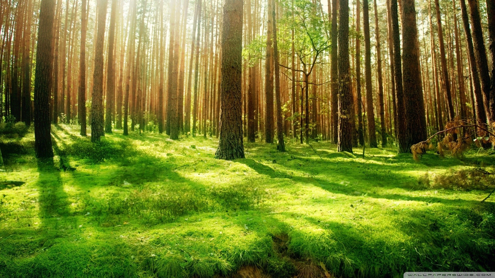 Nature Pictures Forest Hd Widescreen 11 HD Wallpapers