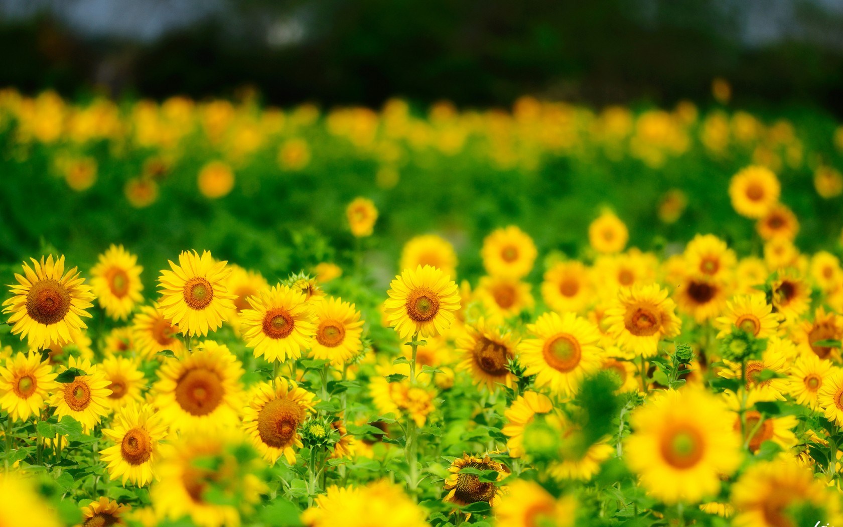 Sunflowers Summer Nature
