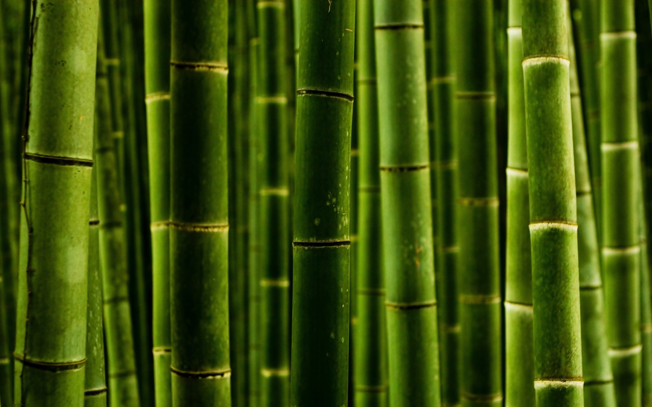 2560x1600 Nature Bamboo wallpaper