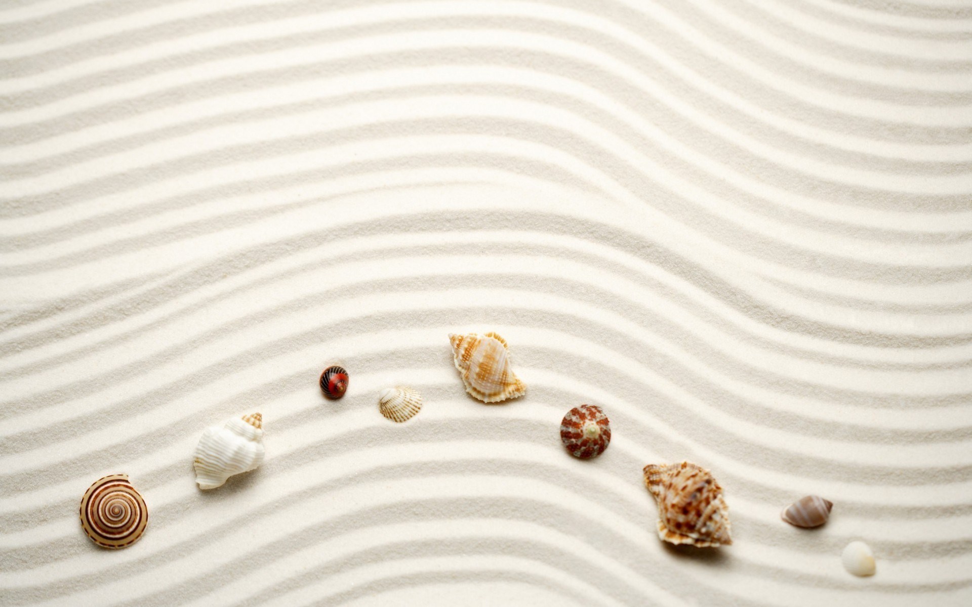 Nature Beach Sand Shells