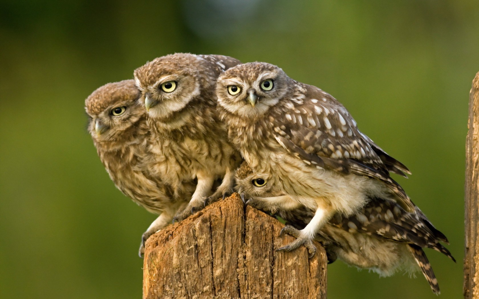 Nature Birds Owls