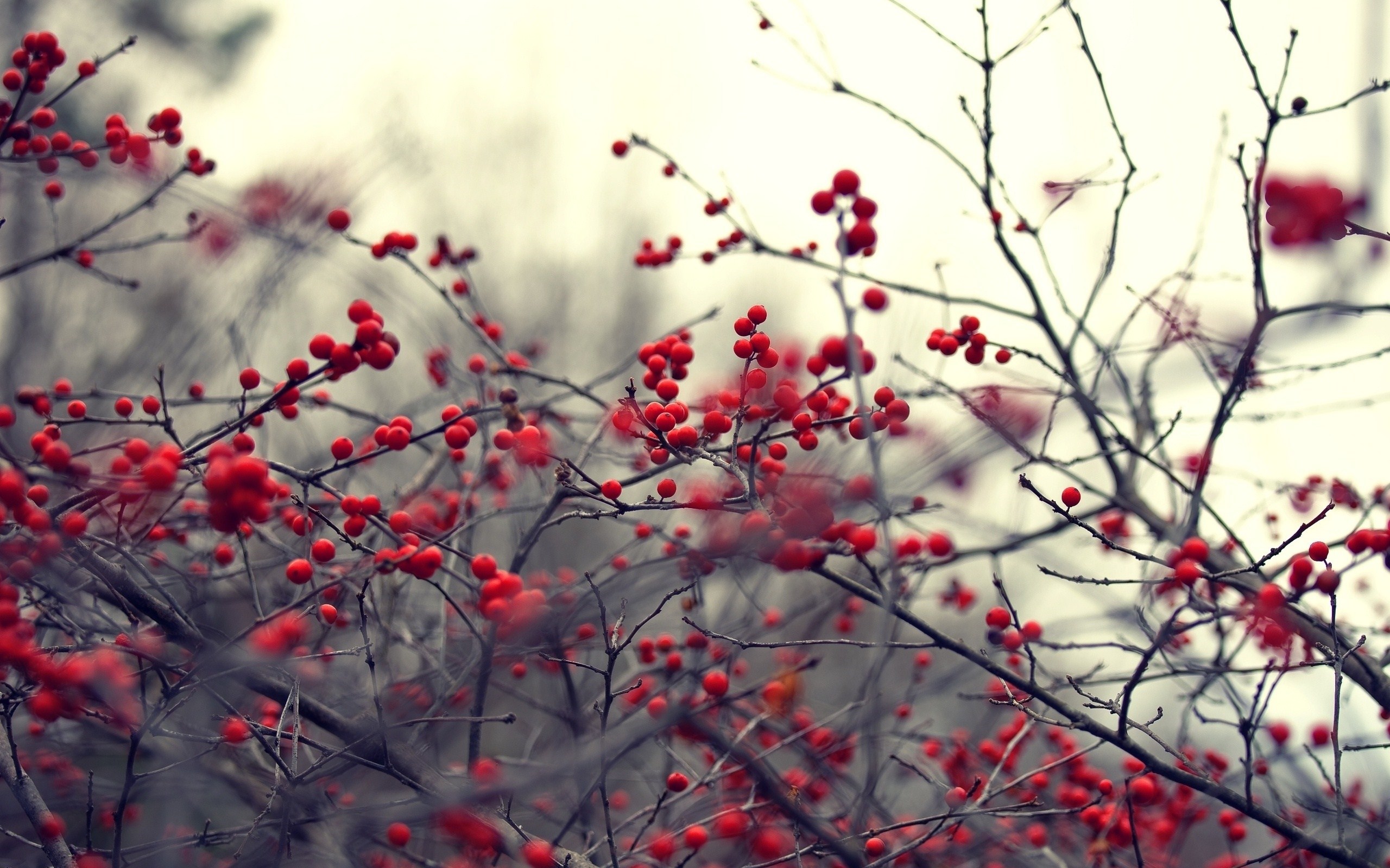 Nature Branches Red Berries