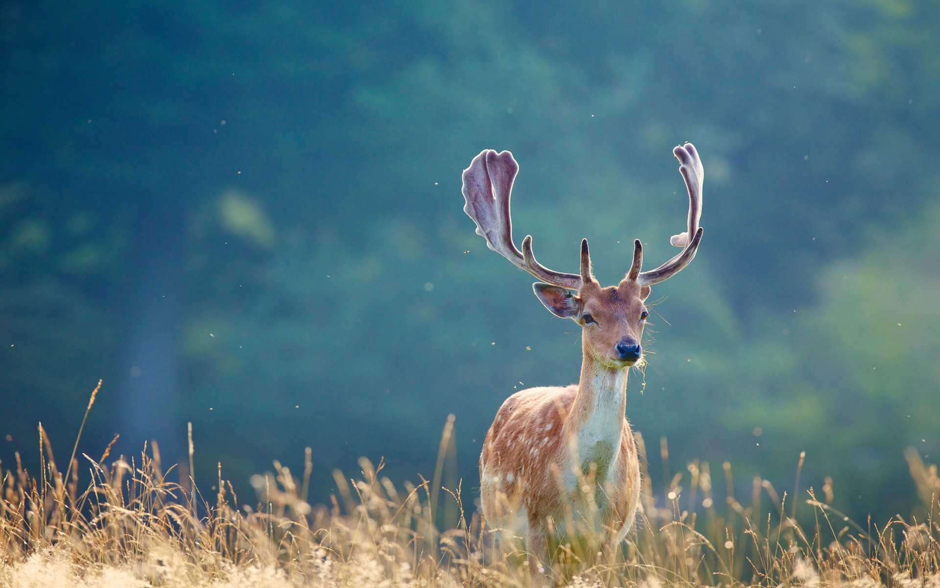Nature Field Deer