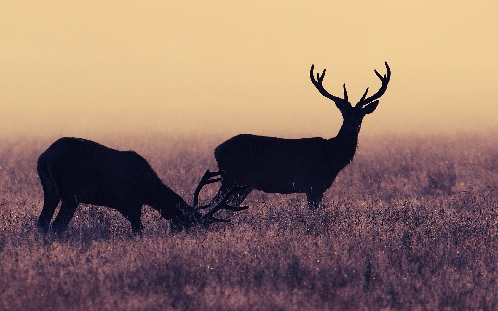 Deer Nature Field Photo