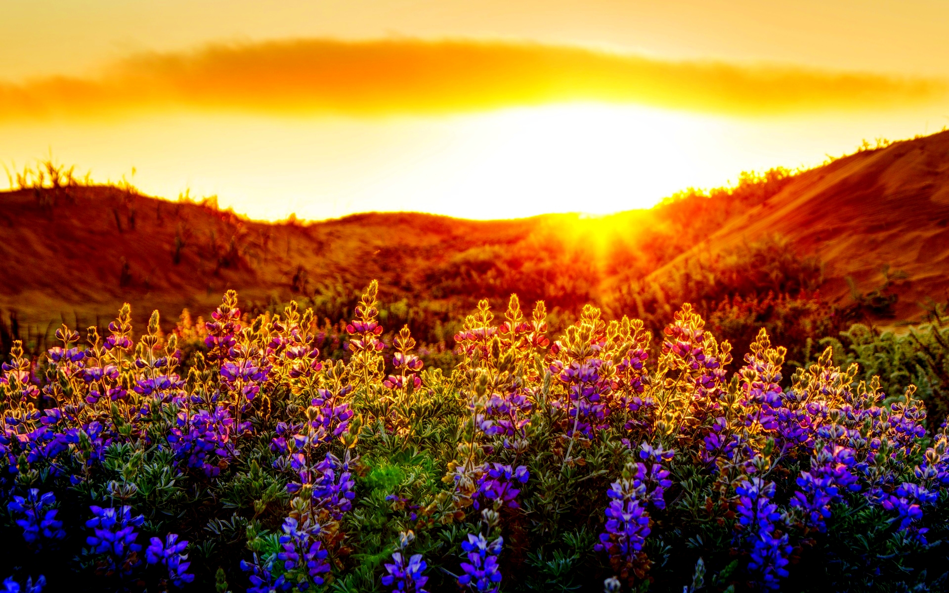 Sunset Flowers Nature